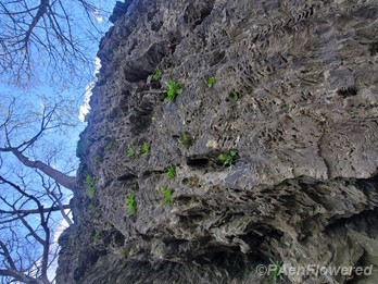 Shooting stars claiming a limestone cliff