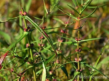 Plants in flower