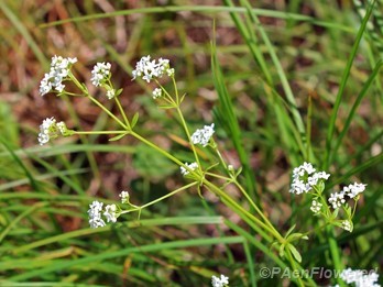 Marsh bedstraw