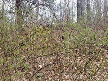 Last year's fruits and new Leaves