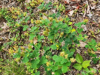 Plants in fruit