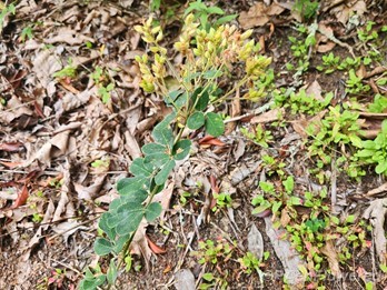 Plant in fruit