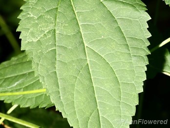 Leaf