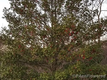 Holly tree