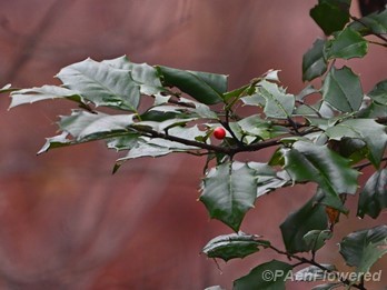 Leaves & fruit