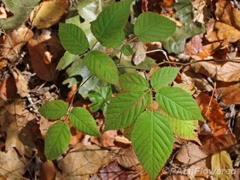 Young trailing plant