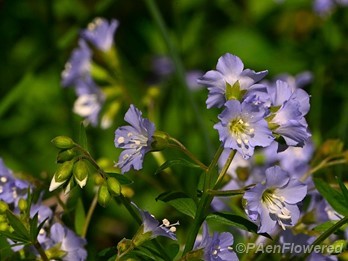 Plant in flower