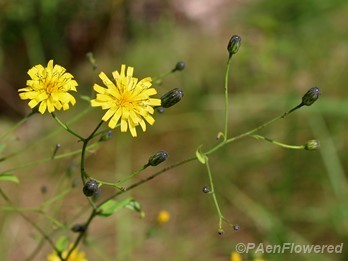 Allegheney hawkweed
