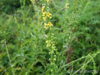 Common agrimony