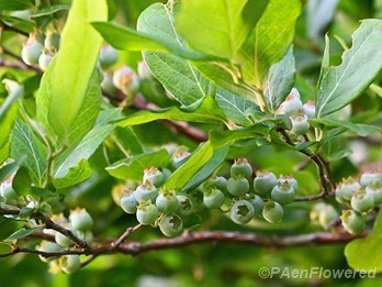 Plant in eary fruit
