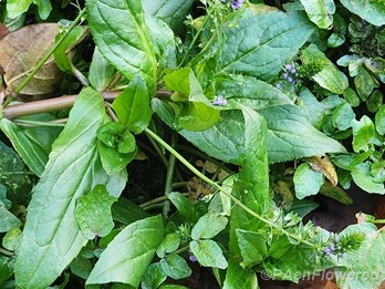 Plant in flower & fruit