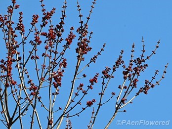 Tree in flowers