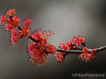 Male flowers