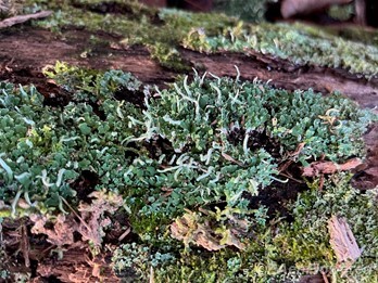 Thallus with podetia 