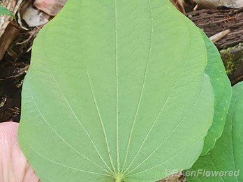 Underside of leaf