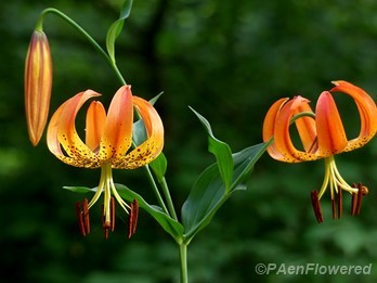 Turk's-cap lily