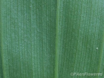 Abaxial (Lower) leaf surface