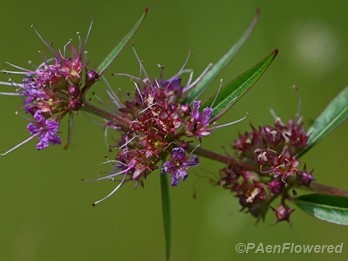 Plant in flower & fruit