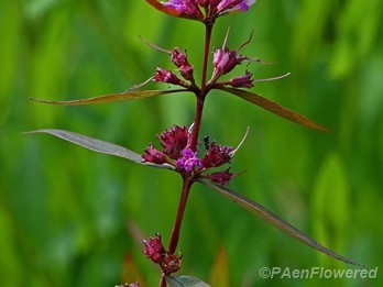 Plant in flower