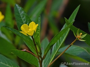 Flower & leaves