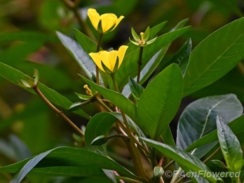 Plant in flower