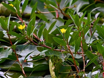 Growth habit