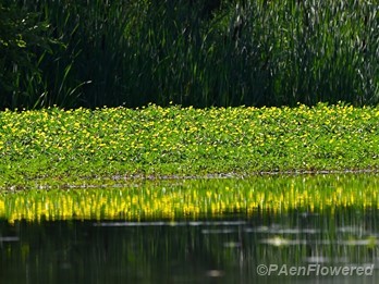 Floating plant mat