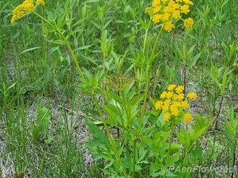 Plants in flower