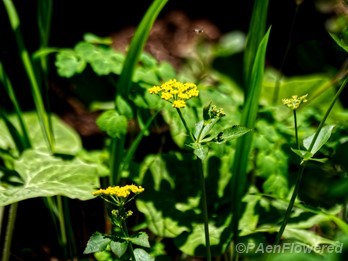 Plant form & habitat