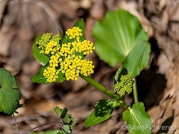 Flowers and leaves