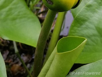 Flower bud and leaves