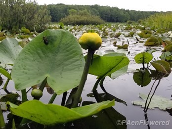 Yellow pondlily