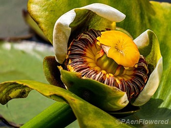 Plant in flower