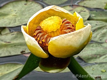 Open flower