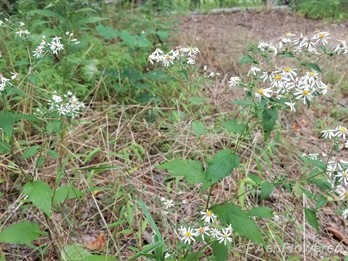 Plant form & habitat