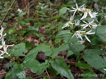 Flowers & leaves