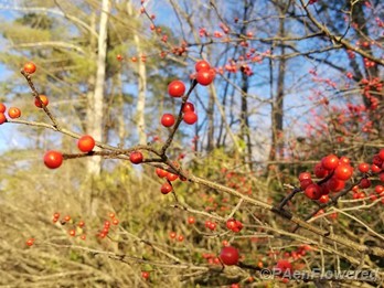 Berries & branches