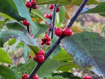 Winterberry