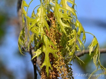 Catkins