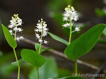 Plants in flower