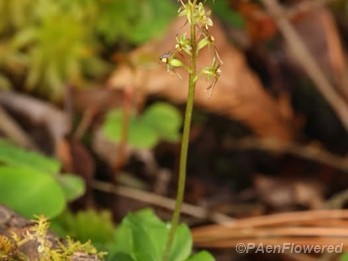 Plant in flower