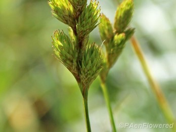 Spikelets