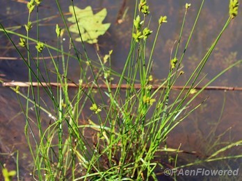 Clump of culms with spikelets