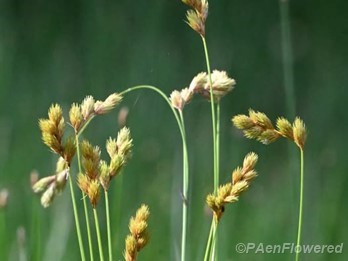 Spikelets