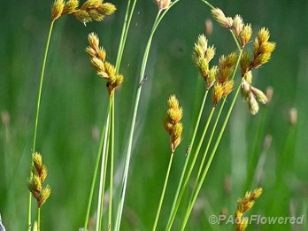 Plant form