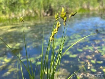 Plant form