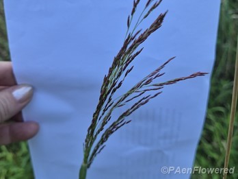 Plant form