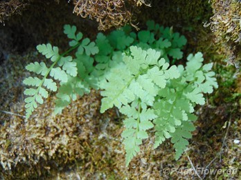 MacKay's brittle fern