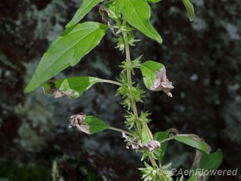 Plant in flower