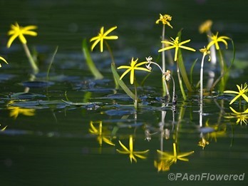 Plants in flower